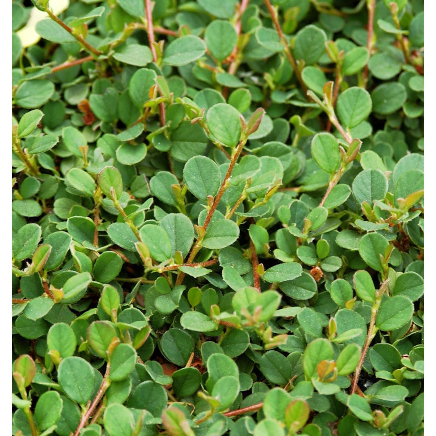 Hochstamm Kriechmispel Frieders Evergreen 40-60cm - Cotoneaster dammeri günstig online kaufen