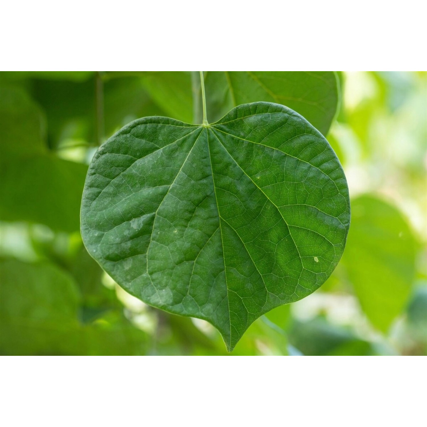 Cercis Canadensis Vanilla Twist Judasbaum Weiß 125–150 cm günstig online kaufen