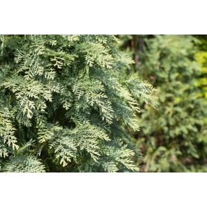 Detailaufnahme der blaugrünen Chamaecyparis Lawsoniana Globosa Scheinzypresse, 60–80 cm hoch.