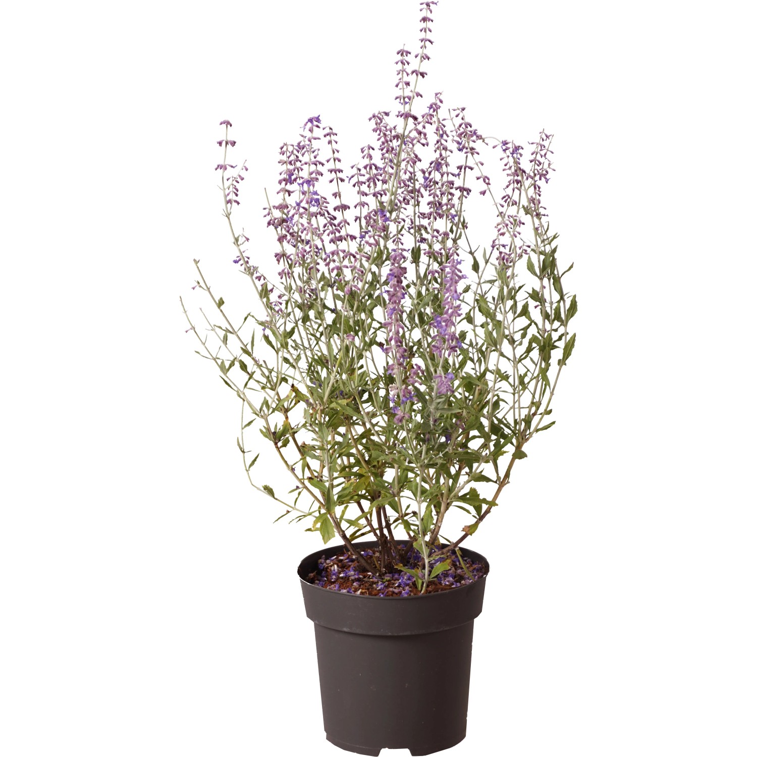 Blauraute "Little Spire" Höhe ca. 40 cm Topf ca. 2,8 l Perovskia atriplicifolia