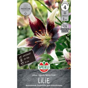 Sperli Lilie Nettys Pride: Gartenlilie mit weiß-weinroten Blüten, winterhart und mehrjährig.