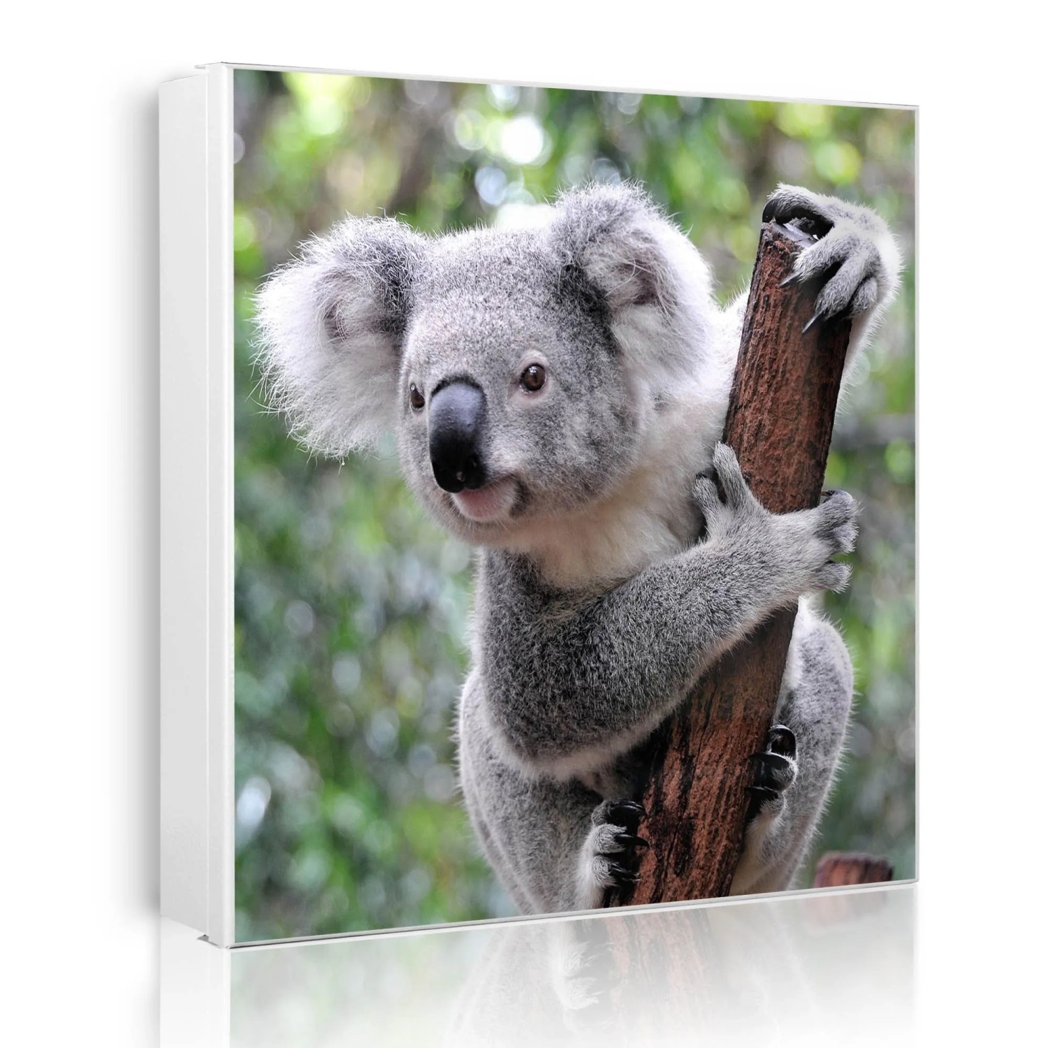 Banjado Großer Schlüsselkasten Metall 30x30cm Weiß Scharnier Links 50 Haken Beschreibbar Magnetisch Motiv Koala