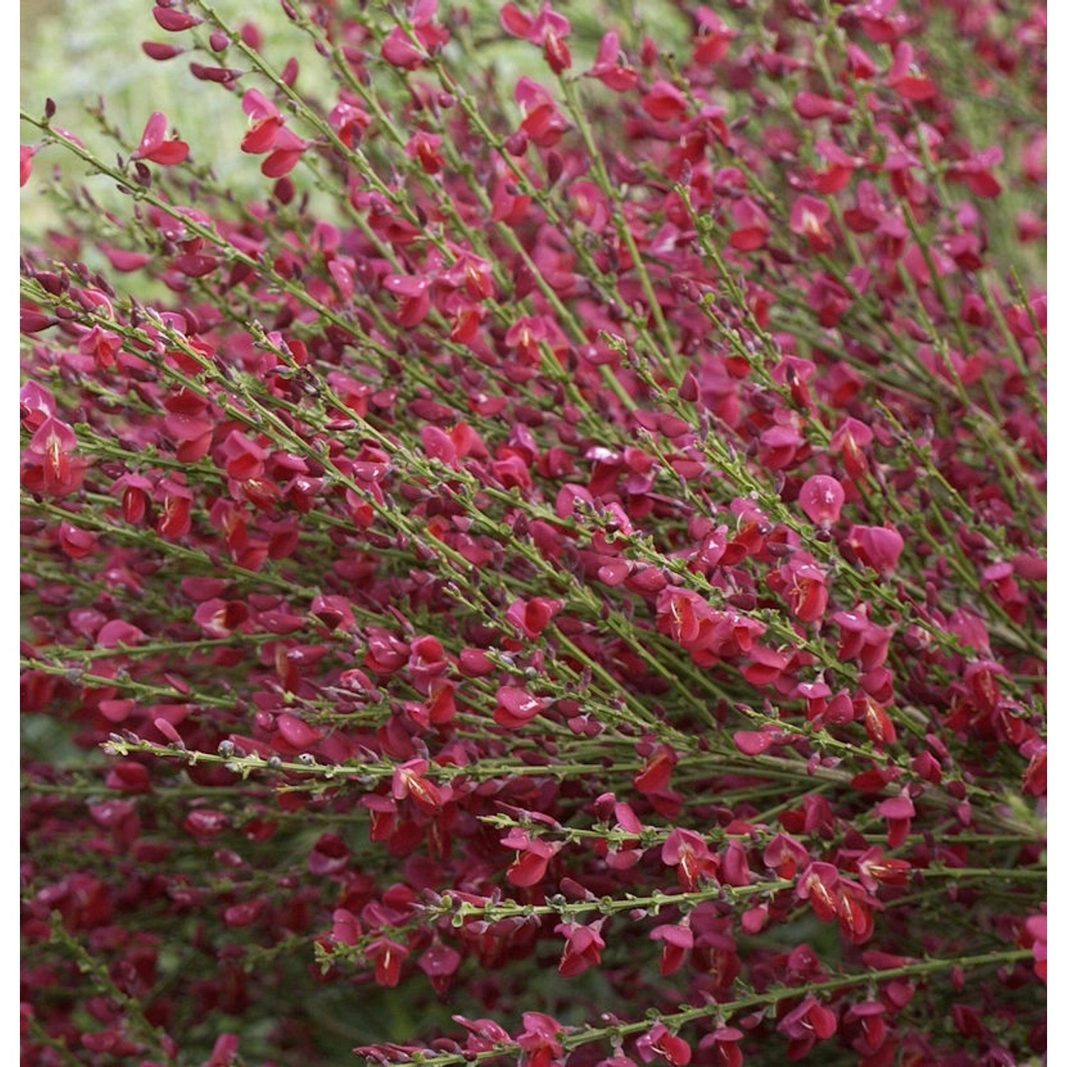 Edelginster Red Lion 40-60cm - Cytisus scoparius günstig online kaufen