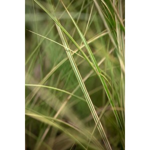 Detailaufnahme von Miscanthus Sinensis 'Morning Light' Chinaschilf mit grün-weißen Blättern.
