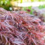 Rotlaubiger Acer Palmatum Dissectum Garnet Japanischer Ahorn mit filigranen Blättern.