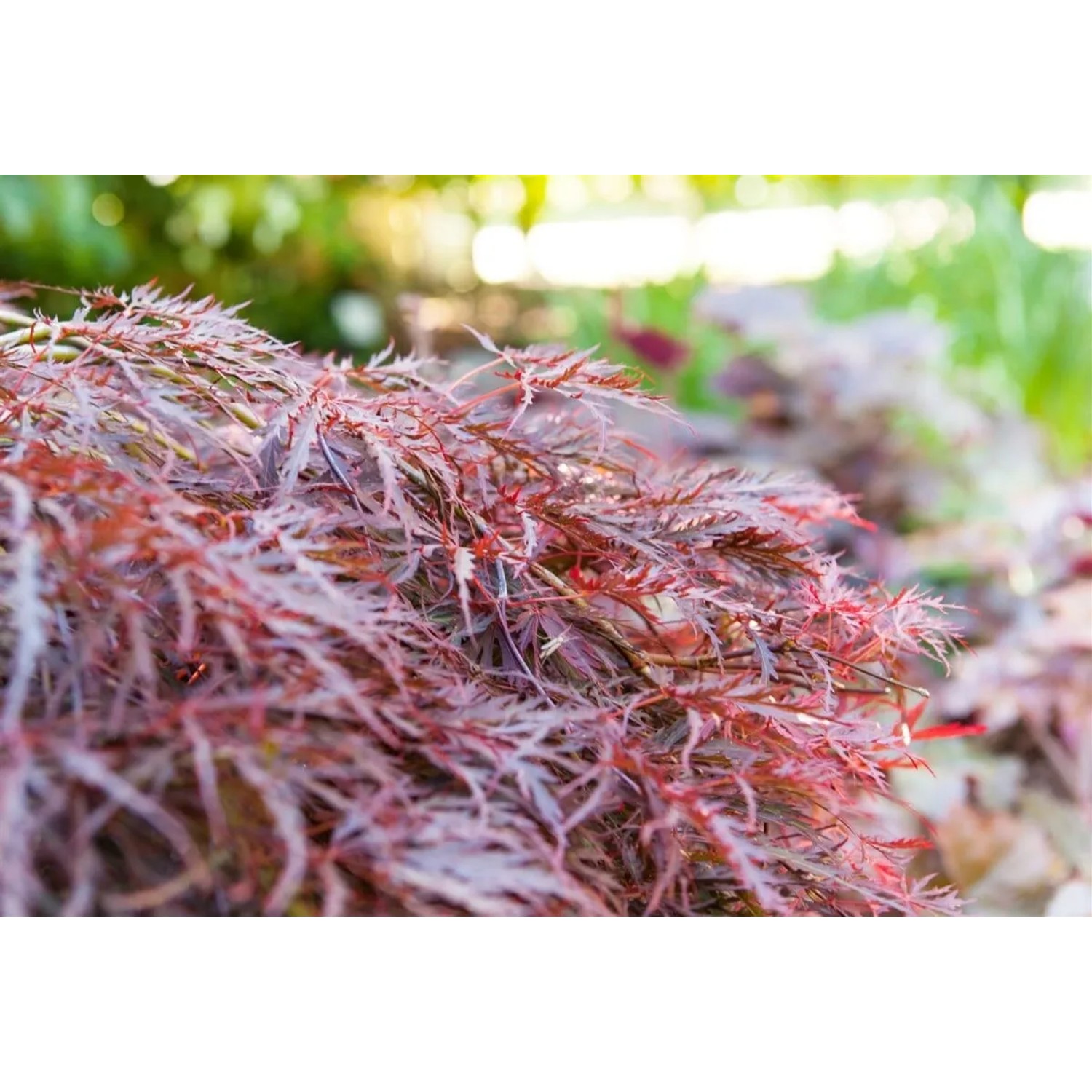 Rotlaubiger Acer Palmatum Dissectum Garnet Japanischer Ahorn mit filigranen Blättern.