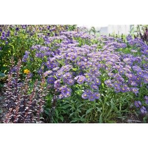 Blühende Aster Frikartii 'Mönch' im Beet, violett-blaue Blüten mit gelber Mitte. Sommeraster im 9x9 cm Topf.