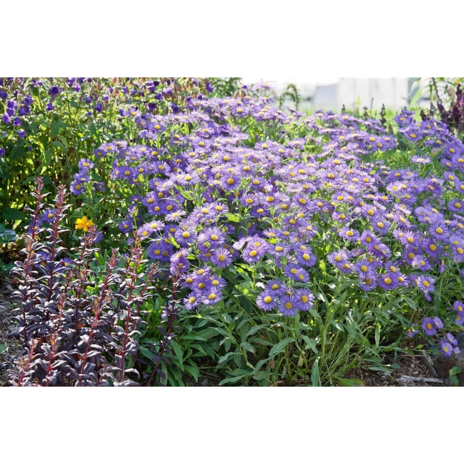 Aster X Frikartii Mönch Sommeraster Ca. 9x9 cm Topf günstig online kaufen