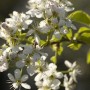 Blühende Steinweichsel (Prunus mahaleb), 60-80cm, mit weißen Blüten.