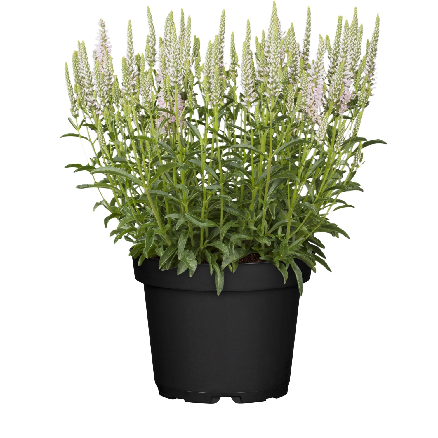 Ehrenpreis 'Blaufuchs' (Veronica Spicata) - Blaue Blütenstaude Im 9cm Topf, Sonnig
