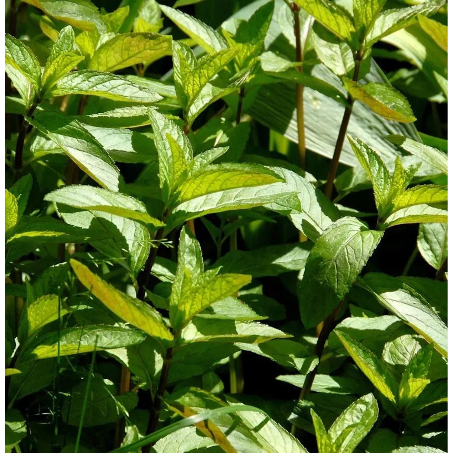 Grüne Minze Black Spearmint - Mentha spicata