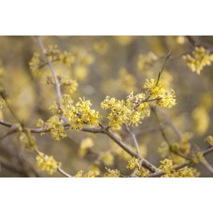 Nahaufnahme: Blühender Japanischer Hartriegel mit gelben Blüten.