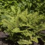 Filigranfarn (Polystichum setiferum) im 9x9 cm Topf, buschiger Bodendecker für halbschattige Standorte.