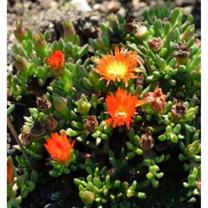 Mittagsblümchen Orange - Delosperma cooperi