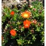 Mittagsblümchen Orange - Delosperma cooperi