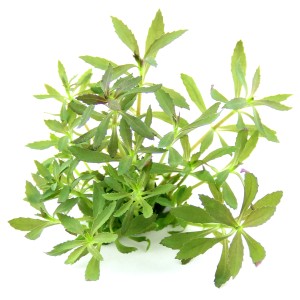 Dennerle Aquariumpflanze Limnophila hippuridoides mit grünen Blättern für den Mittelgrund.