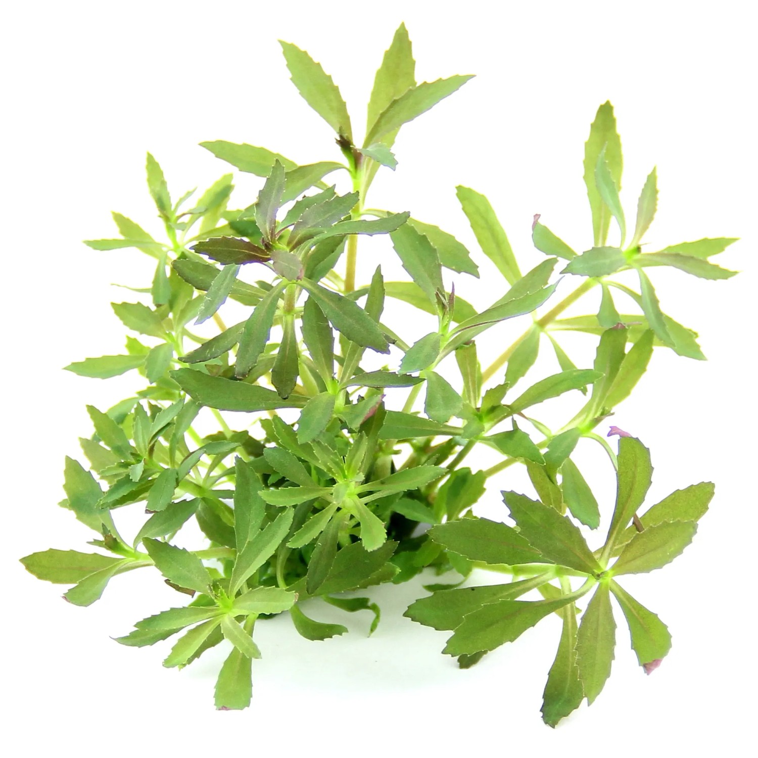 Dennerle Aquariumpflanze Limnophila hippuridoides
