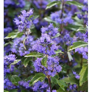 Nahaufnahme der blau blühenden Bartblume Grand Bleu (Caryopteris clandonensis).