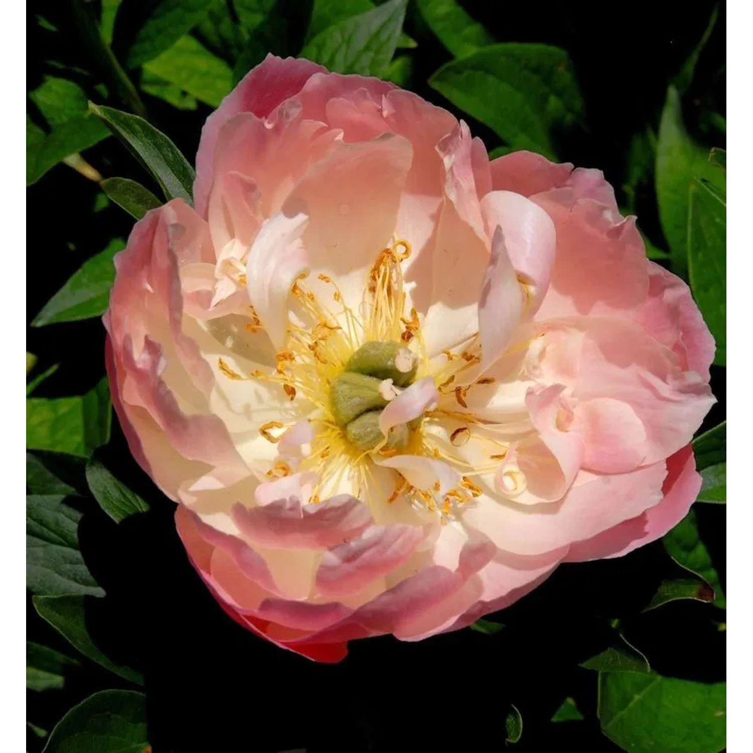 Edel Pfingstrose Coral Sunset - Paeonia cultorum