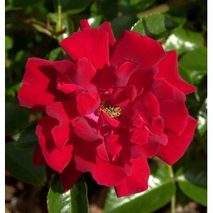 Nahaufnahme der roten Bodendeckerrose Mainaufeuer Blüte.