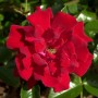 Nahaufnahme der roten Bodendeckerrose Mainaufeuer Blüte.