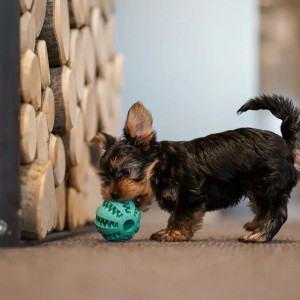 Yorkshire Terrier Welpe spielt mit GreenHero Zahnpflegeball aus Naturkautschuk.