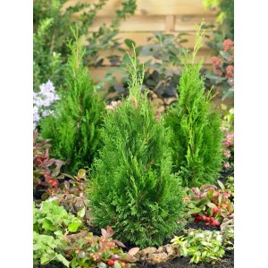 Grüne Thuja occidentalis 'Miky' Heckenpflanze, 20-25 cm hoch, im Gartenbeet.