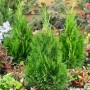 Grüne Thuja occidentalis 'Miky' Heckenpflanze, 20-25 cm hoch, im Gartenbeet.