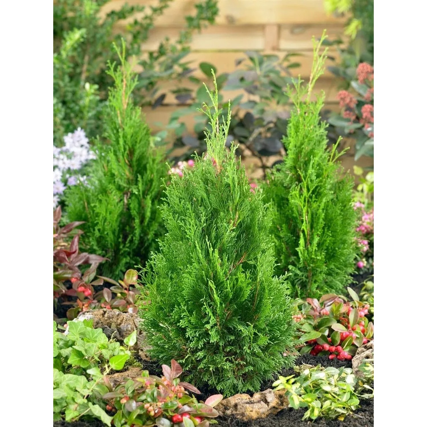 Grüne Thuja occidentalis 'Miky' Heckenpflanze, 20-25 cm hoch, im Gartenbeet.