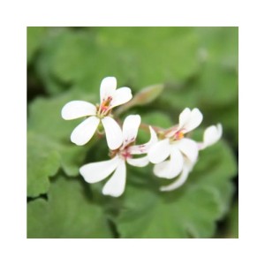 Nahaufnahme der Exotenherz Duftgeranie 'Apfel' mit weißen Blüten und grünen Blättern.