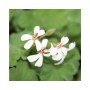 Nahaufnahme der Exotenherz Duftgeranie 'Apfel' mit weißen Blüten und grünen Blättern.