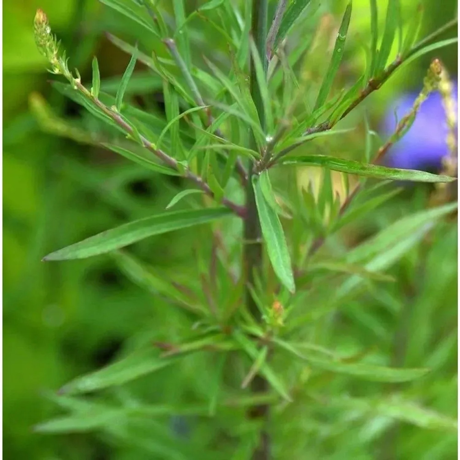 Weißes Italienisches Leinkraut - Linaria purpurea