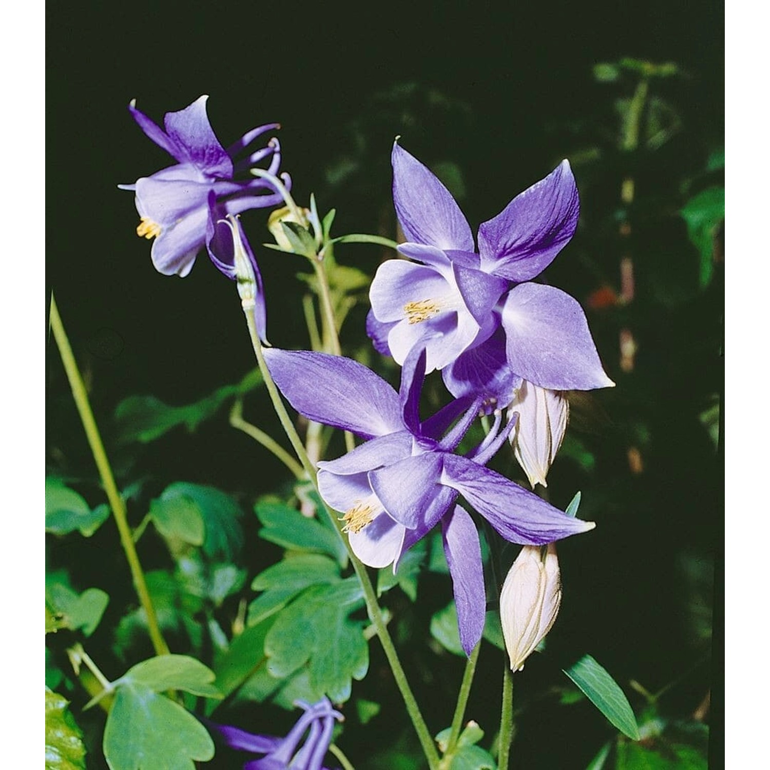 Aquilegia Alpina Alpenakelei Ca. 9x9 cm Topf günstig online kaufen