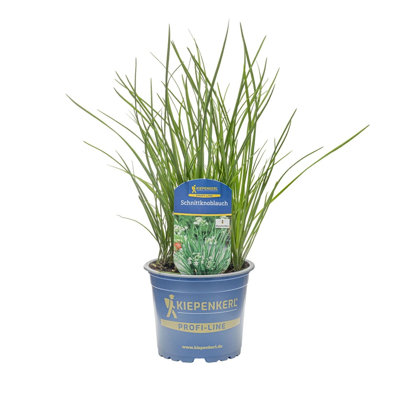Kiepenkerl Schnittknoblauch #beebetter Topf-Ø ca. 12 cm