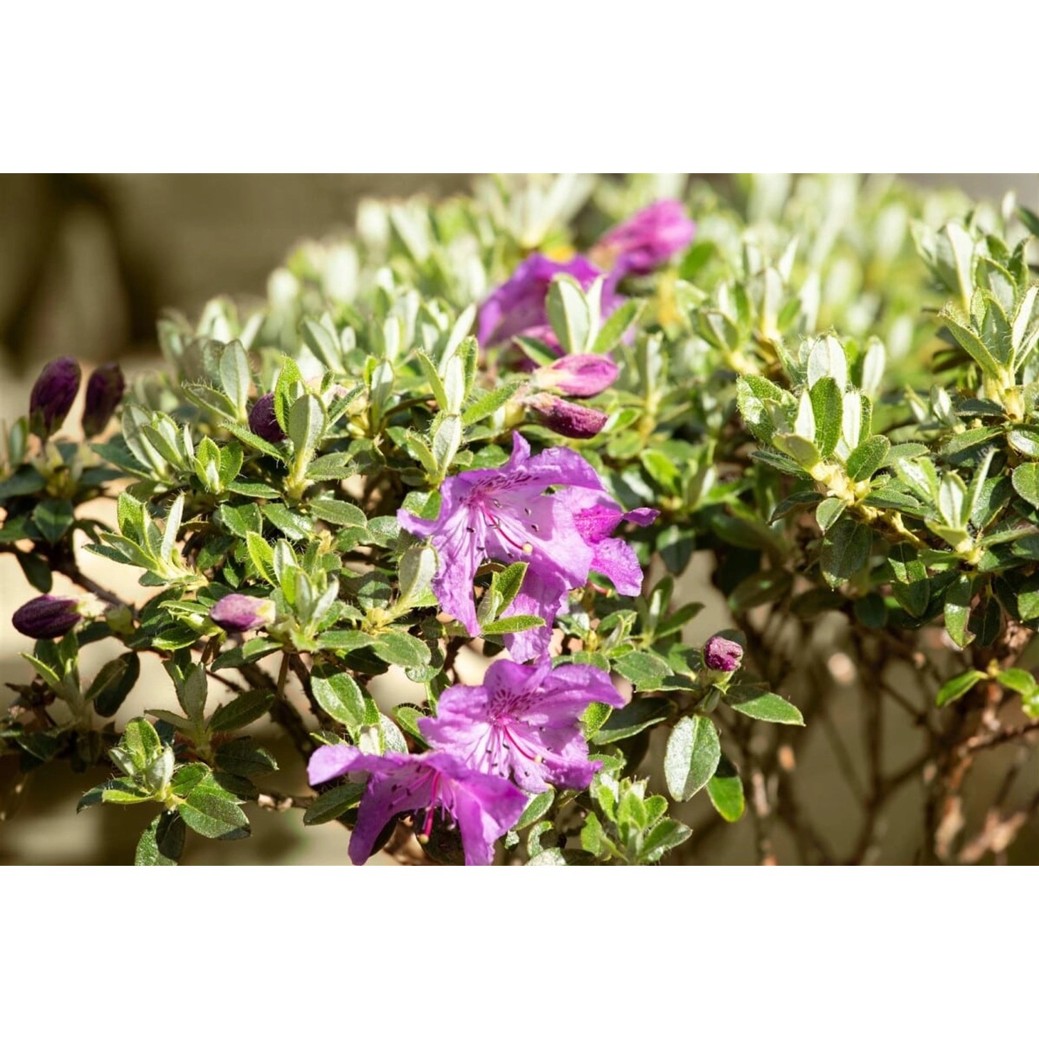 Rhododendron Radistrotum Select Rhododendron 20–25 cm günstig online kaufen