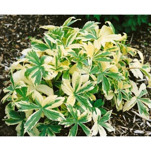 Große Sterndolde 'Sunningdale Variegated' mit grün-gelb panaschierten Blättern im 11x11 cm Topf.