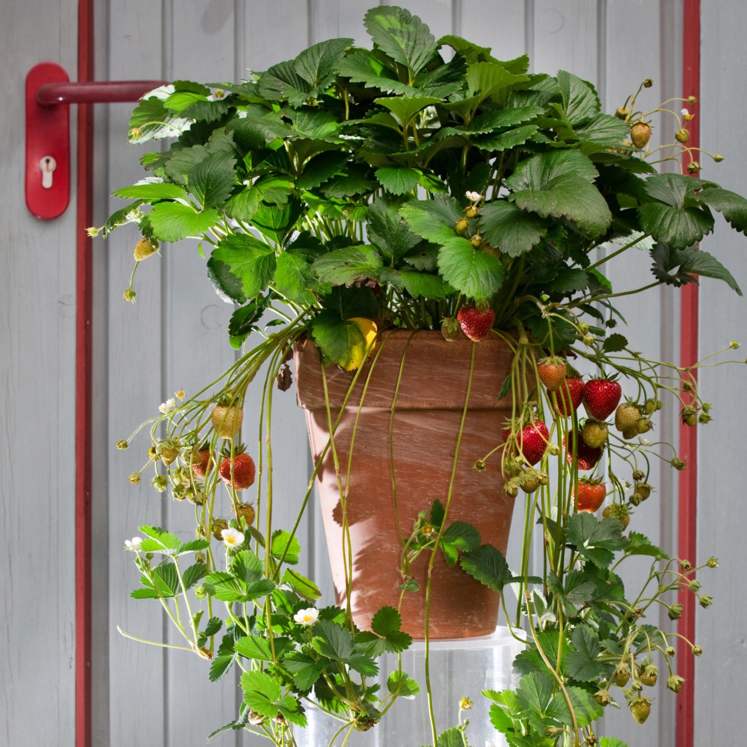 Blu Bio-Erdbeere Meraldo im Topf mit roten Früchten und grünen Blättern.