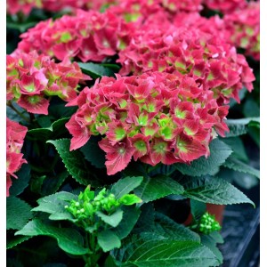 Nahaufnahme der Bauernhortensie Royal Red (Hydrangea macrophylla) mit roten Blüten und grünen Blättern.