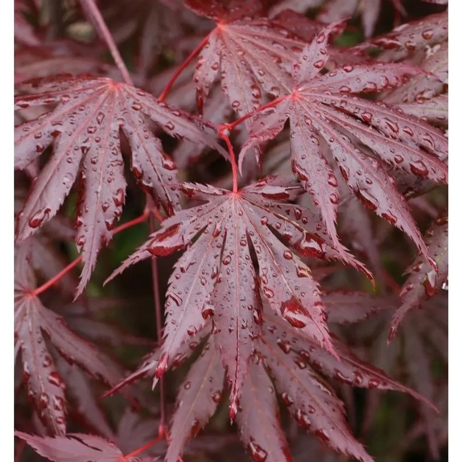 Fächer Ahorn Trompenburg 60-80cm - Acer palmatum