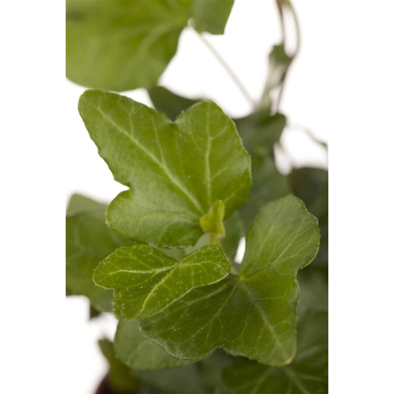Hedera Helix Wonder Efeu Ca. 9x9 cm Topf günstig online kaufen