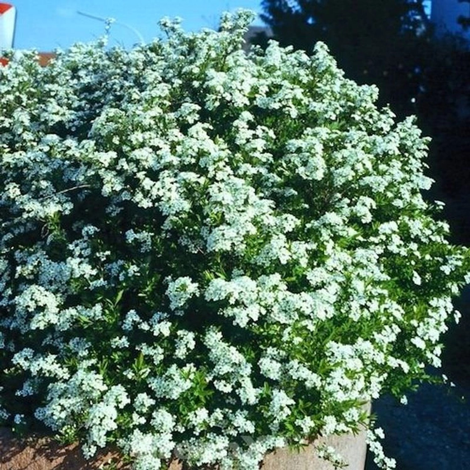 Frühlingsspiere Spiraea 30-40cm - Spiraea thunbergii günstig online kaufen