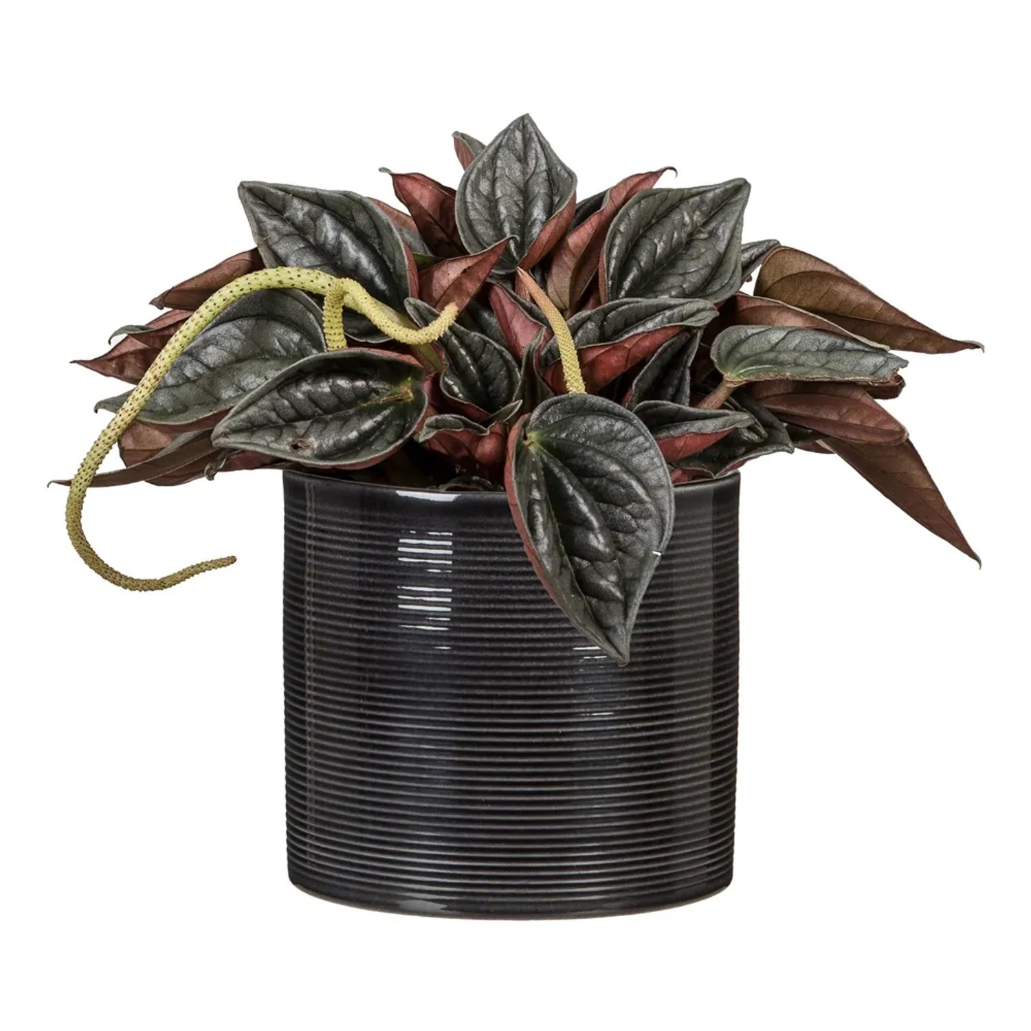 Scheurich Übertopf 828 Classic Mix, Ø 7cm, mit Pflanze in dunklem Keramiktopf.