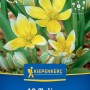 Kiepenkerl Blumenzwiebel Wildtulpe Tulipa tarda 10 Stück_2
