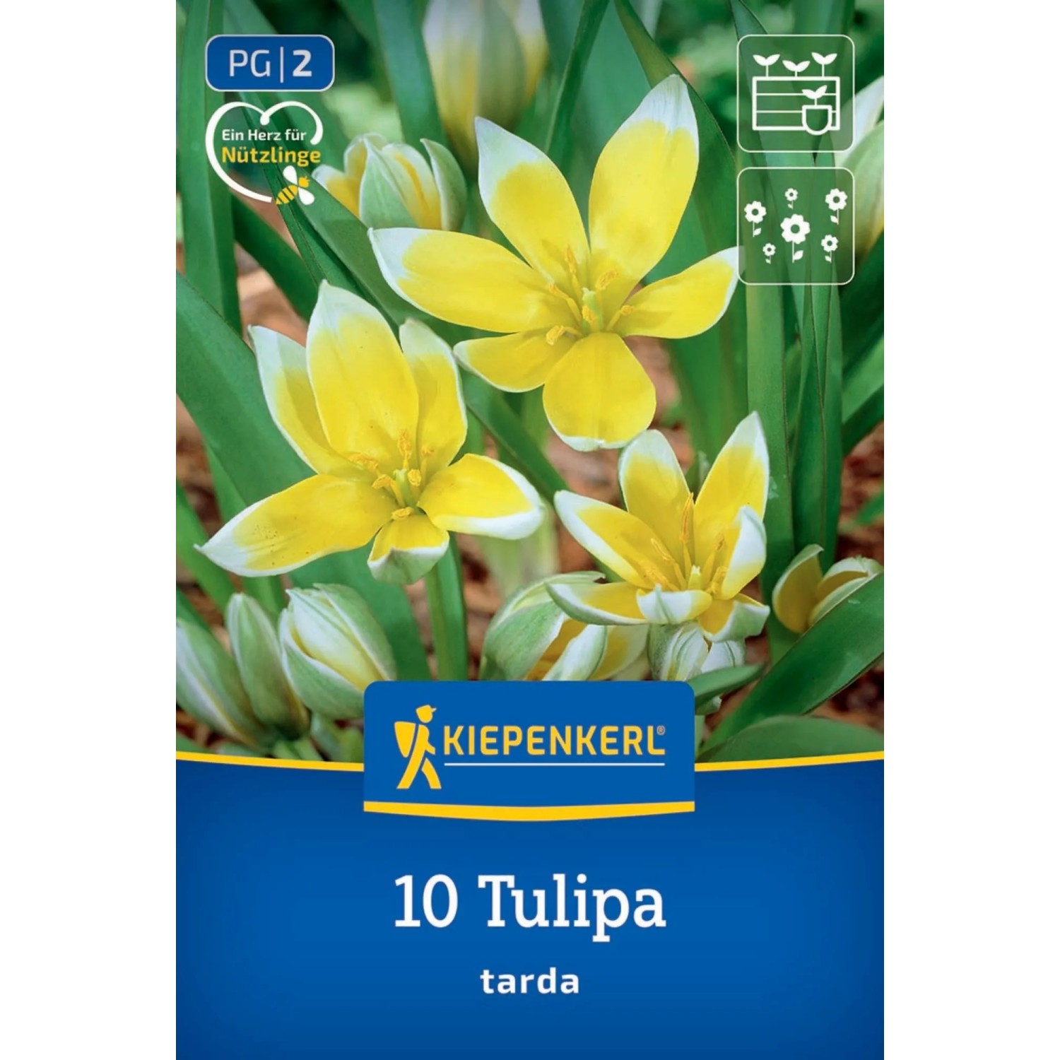 Kiepenkerl Blumenzwiebel Wildtulpe Tulipa tarda 10 Stück_2