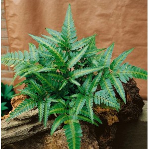 Grüner Weihnachtsfarn (Polystichum Acrostichoides) im 9x9 cm Topf, detailreiche Nahaufnahme.