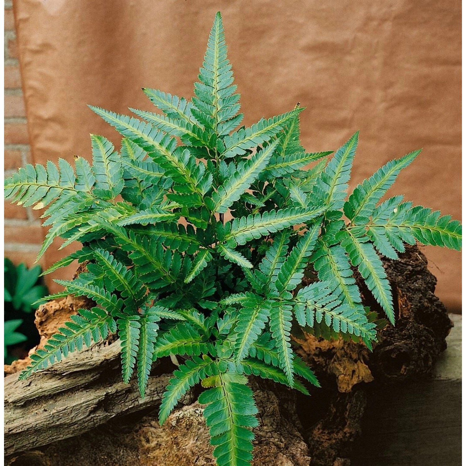 Polystichum Acrostichoides Weihnachtsfarn Ca. 9x9 cm Topf günstig online kaufen