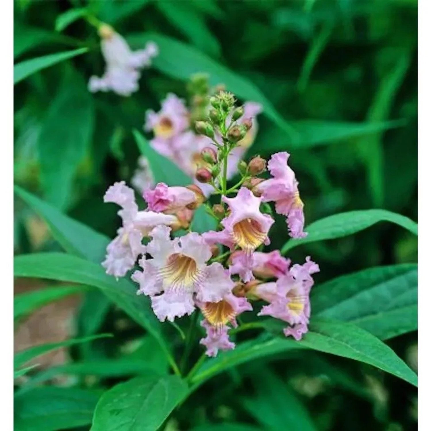 Sommerglocke Pink Dawn 100-125cm - Chitalpa taschkensis