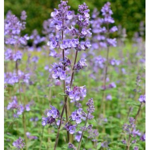 Blühende Katzenminze 'Odeur Citron' (Nepeta grandiflora) im Garten, Stauden.