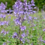 Blühende Katzenminze 'Odeur Citron' (Nepeta grandiflora) im Garten, Stauden.