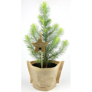 Blu Bio-Weihnachtsbäumchen Pinie im Topf, mit Stern-Etikett, als Tischdeko oder Balkonpflanze.